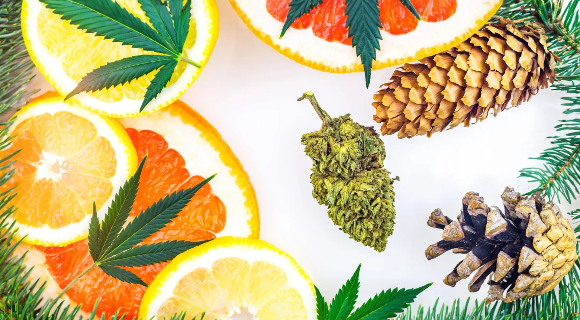 Cannabis terpenes laying on table