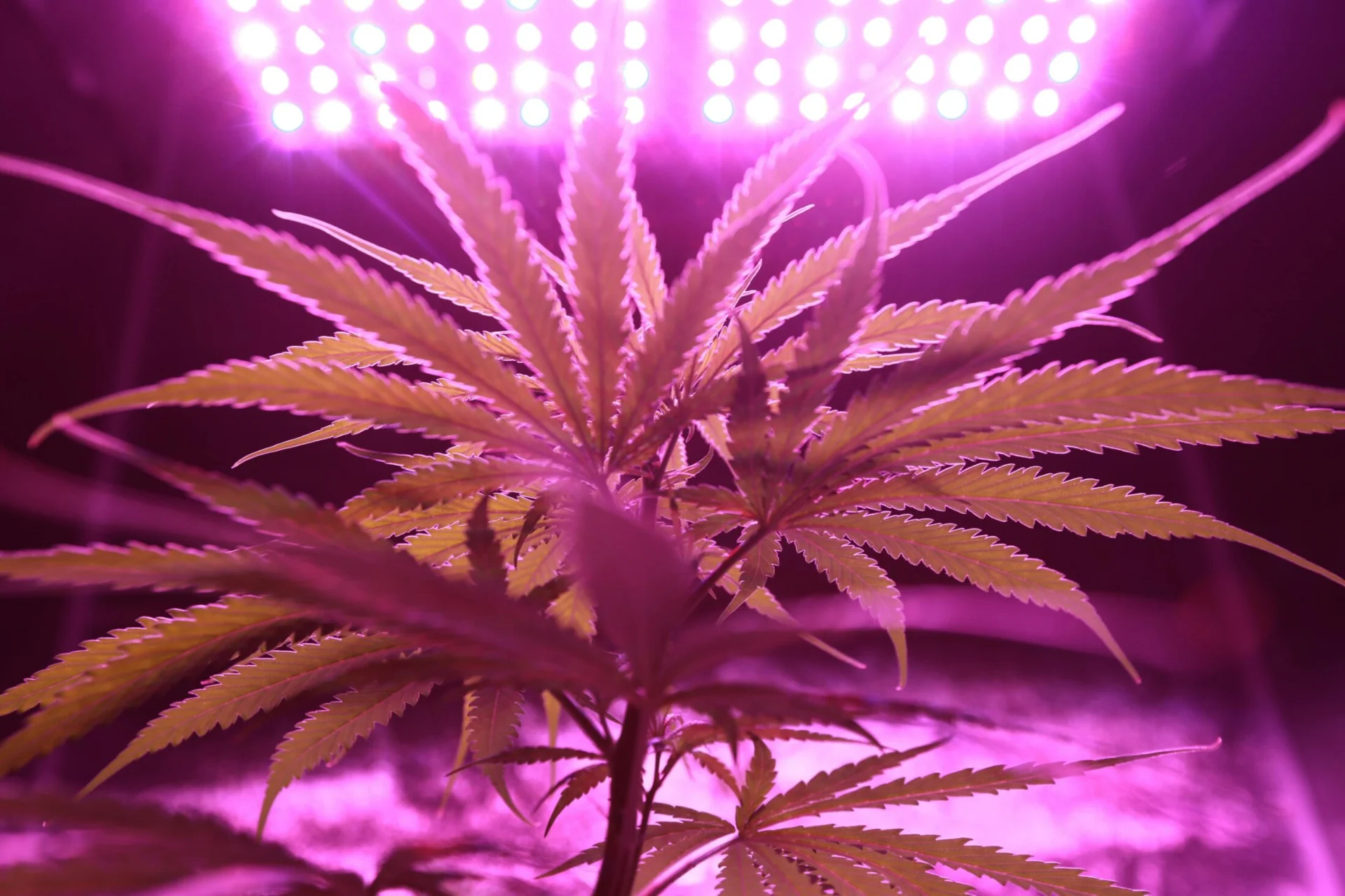 A Year at Queens Cannabis: The Most Popular Cannabis Products in 2024