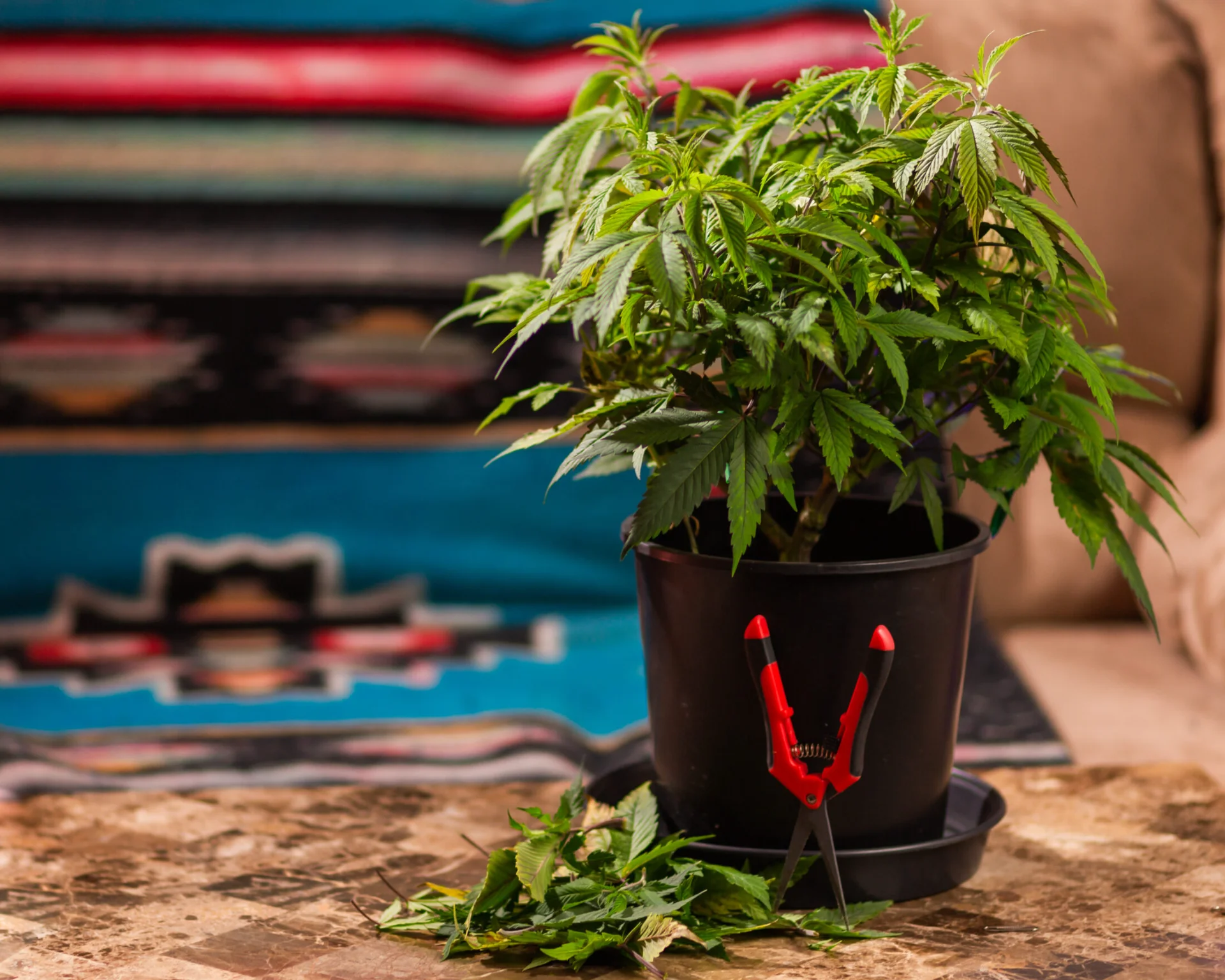 How to Grow a Weed Plant at Home – Easy Version for Beginners