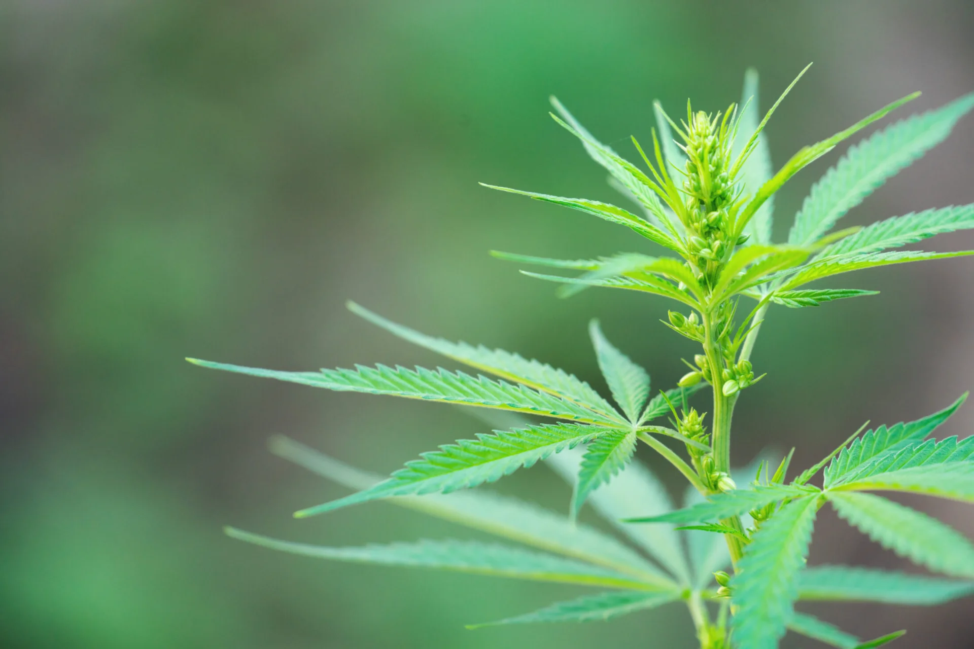 What Is Male Cannabis Plants, and How Is It Different From a Female Cannabis Plant?