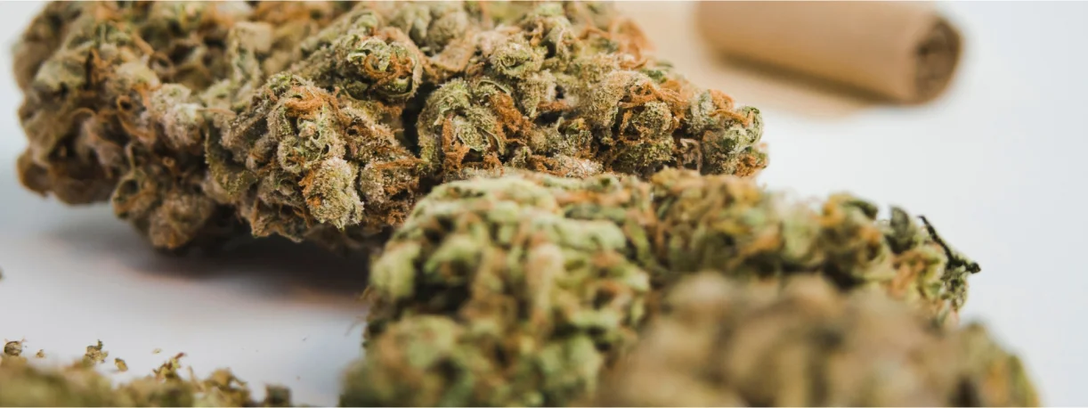 pure raw cannabis plant and weed plant