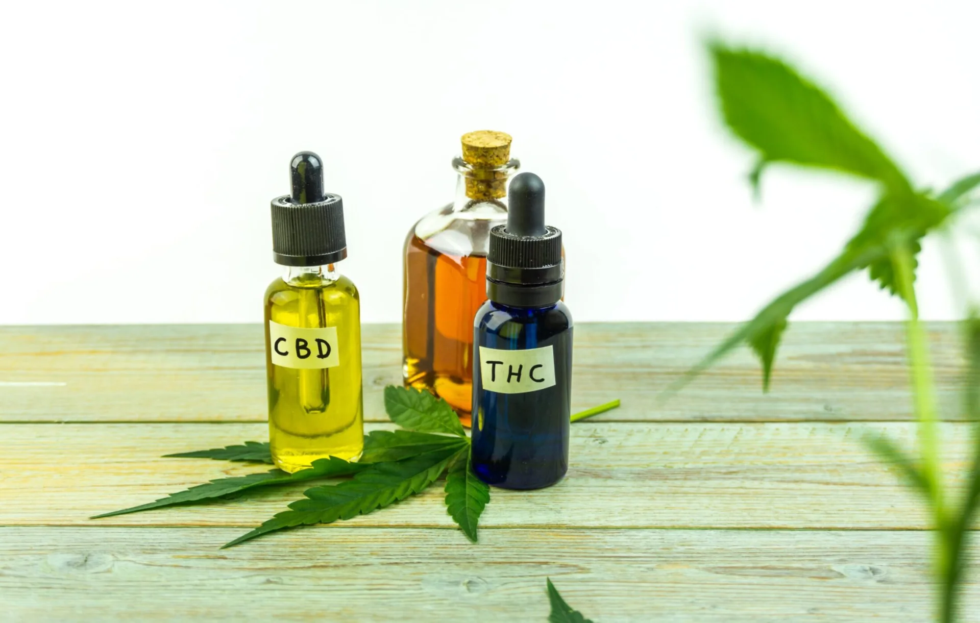 cbd vs thc a comprehensive study of differences
