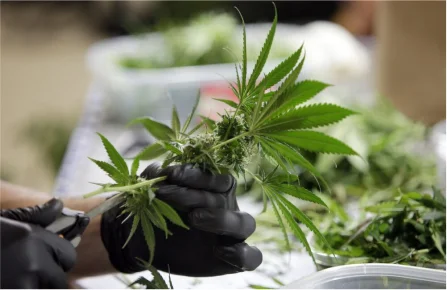 Understanding THCa in the Cannabis Industry