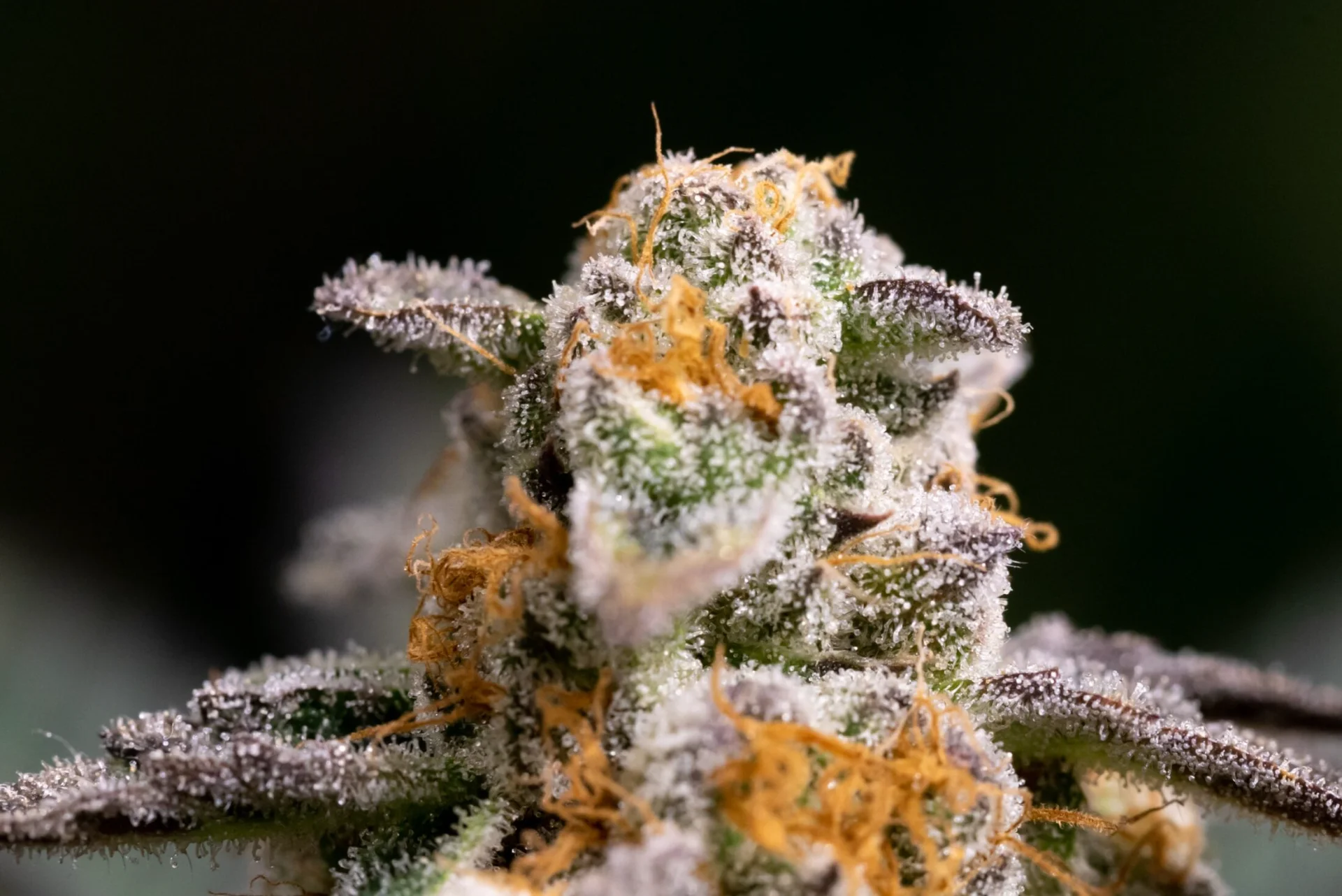 What Are Cannabis Terpenes & Why Do They Matter?