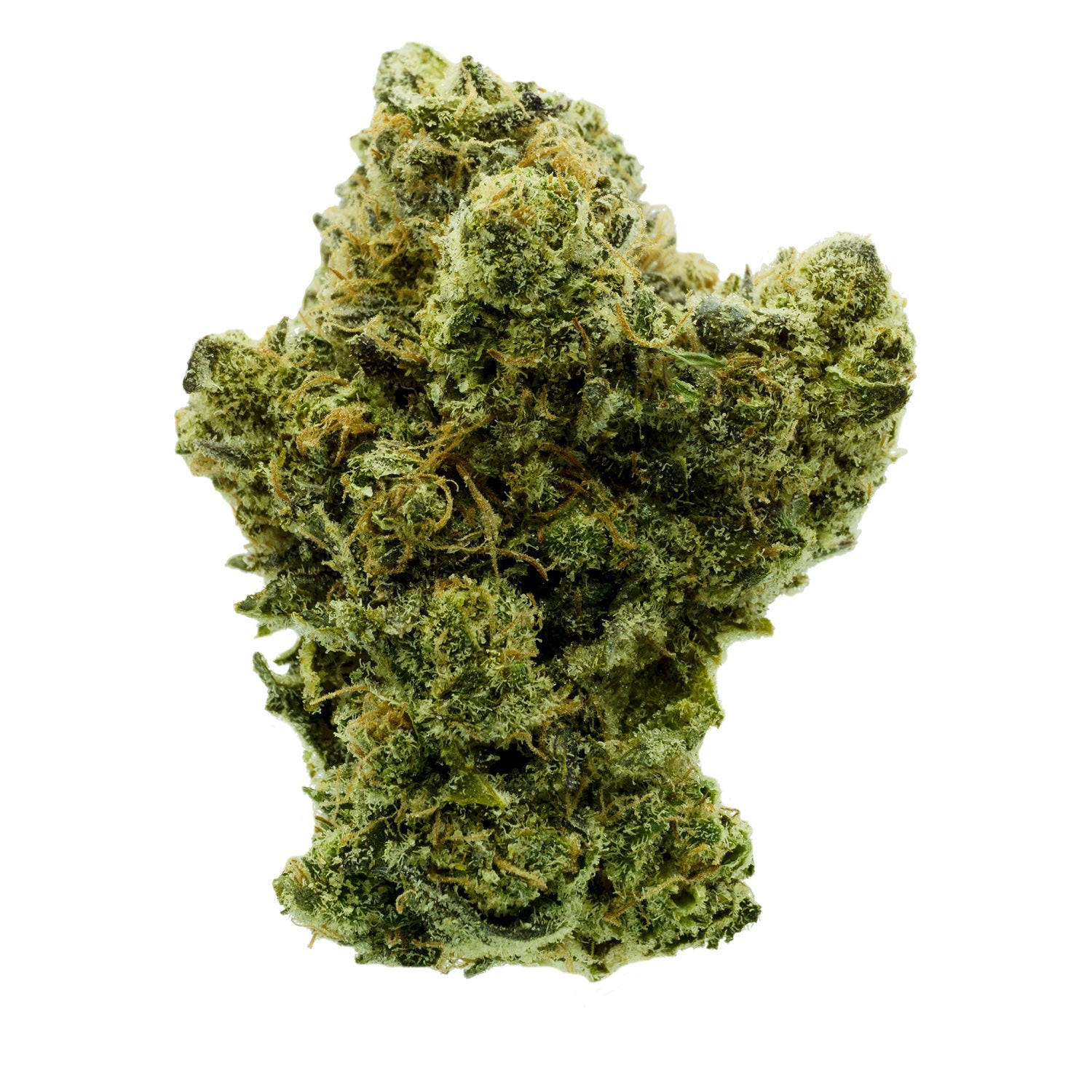 Animal Cookies