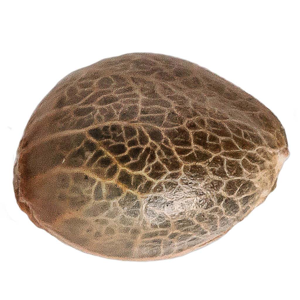 Pineapple Express Seeds