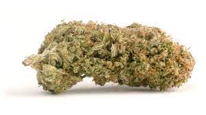Cbd Shark