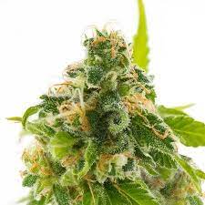 Cbd Medihaze