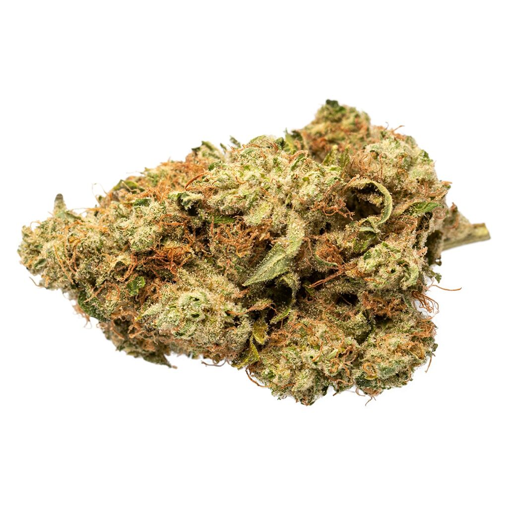 Grasslands Indica