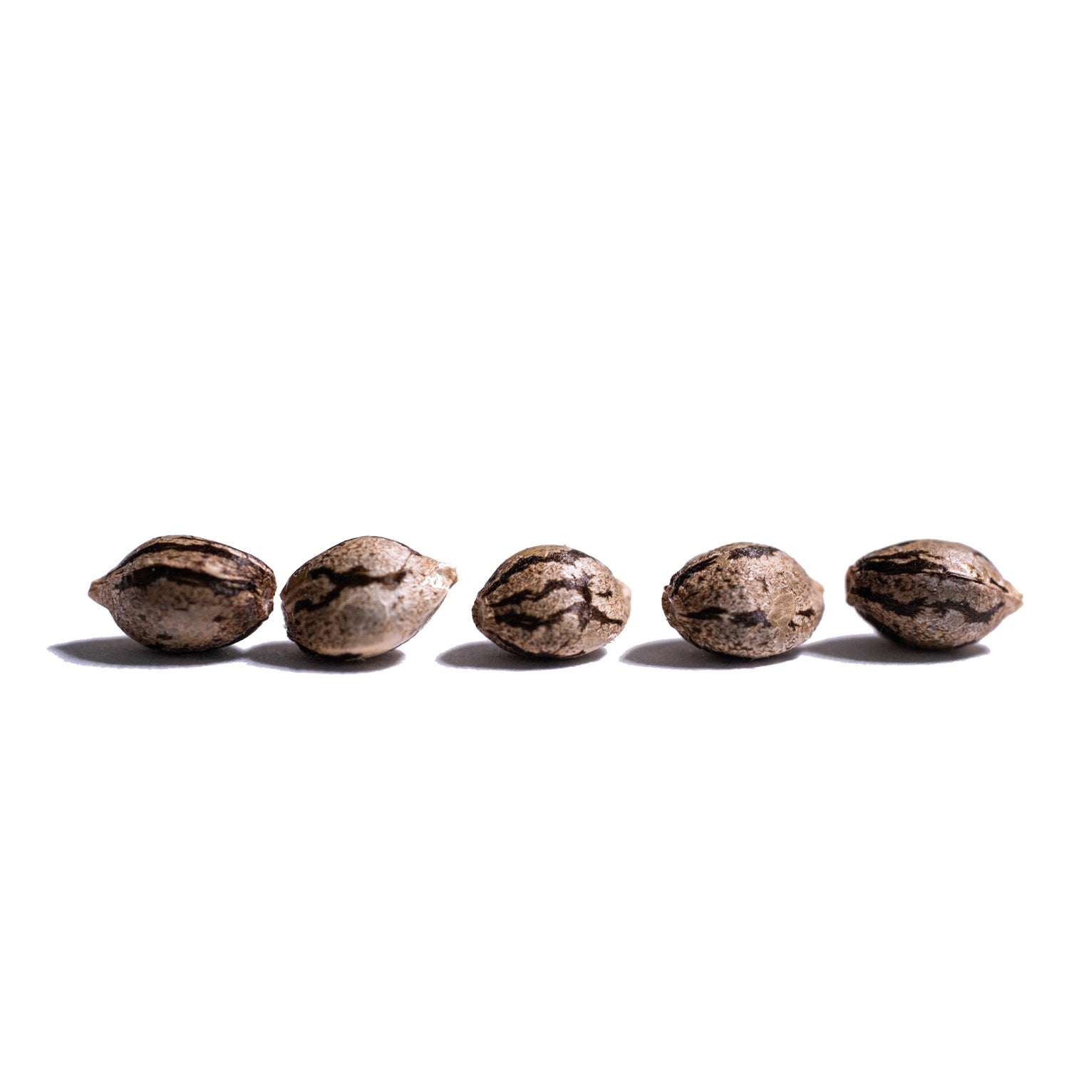 Orange Barb Feminized Seeds