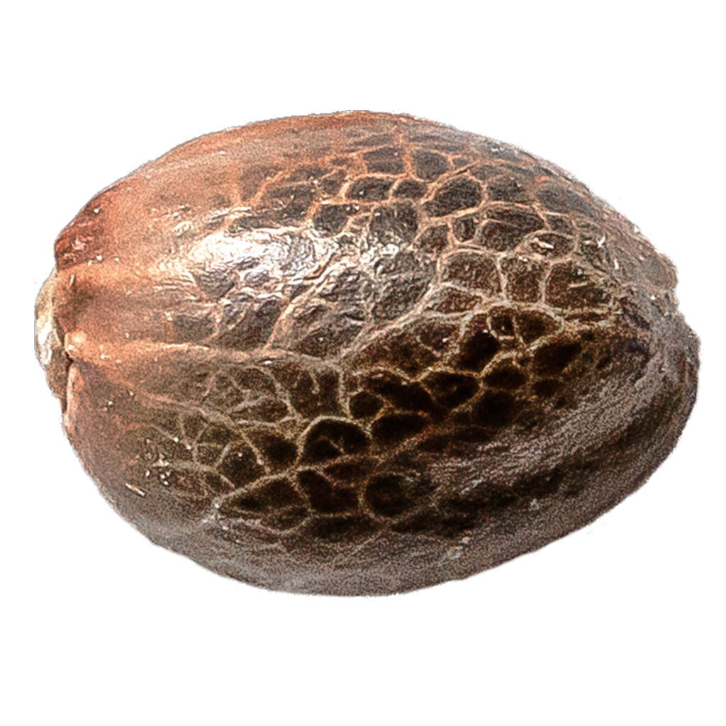 Pink Lemonade Seeds