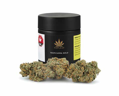Tropicanna Gold