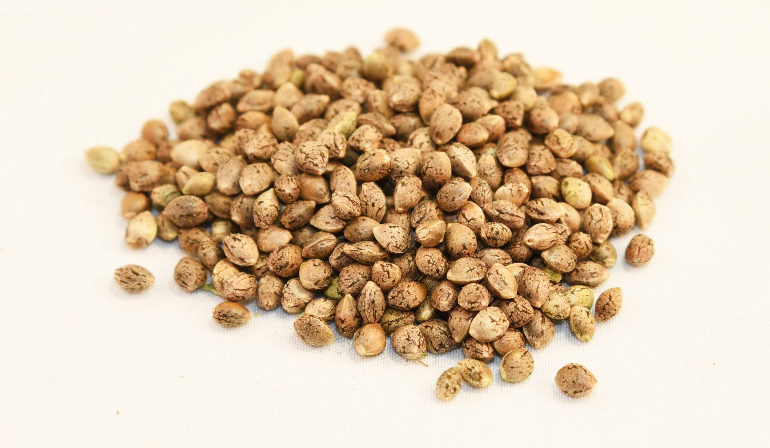 Jax Rgsc Kush - 4 Seeds