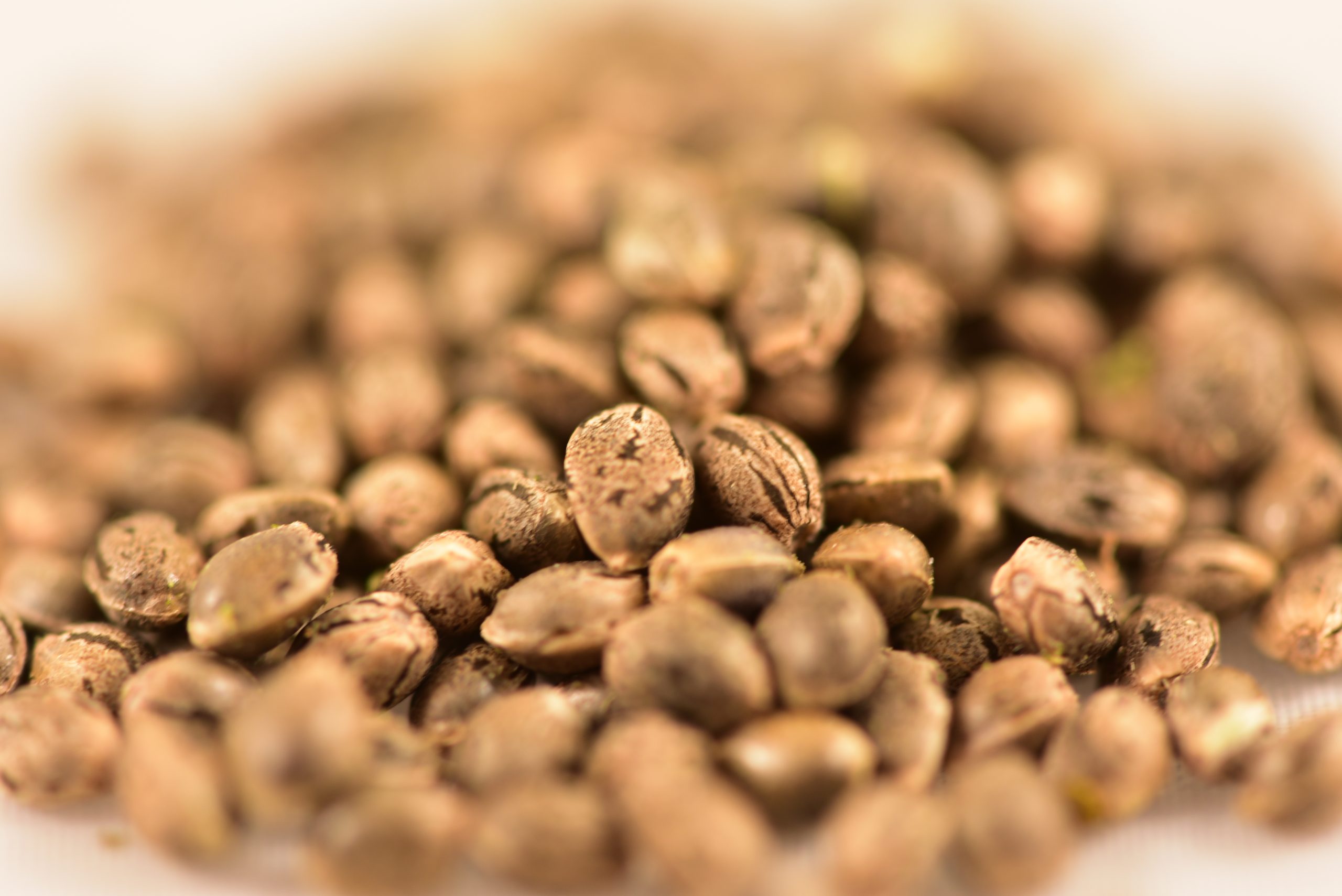 Jax Widow'S Venom - 4 Seeds