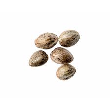 Chocolate Cake Seeds