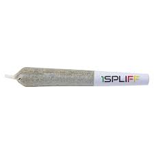 Purple Aya. Pre-Roll