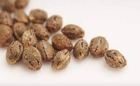 Harriette Seeds