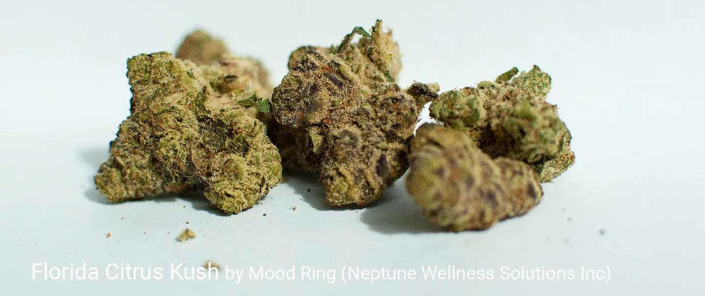 Florida Citrus Kush