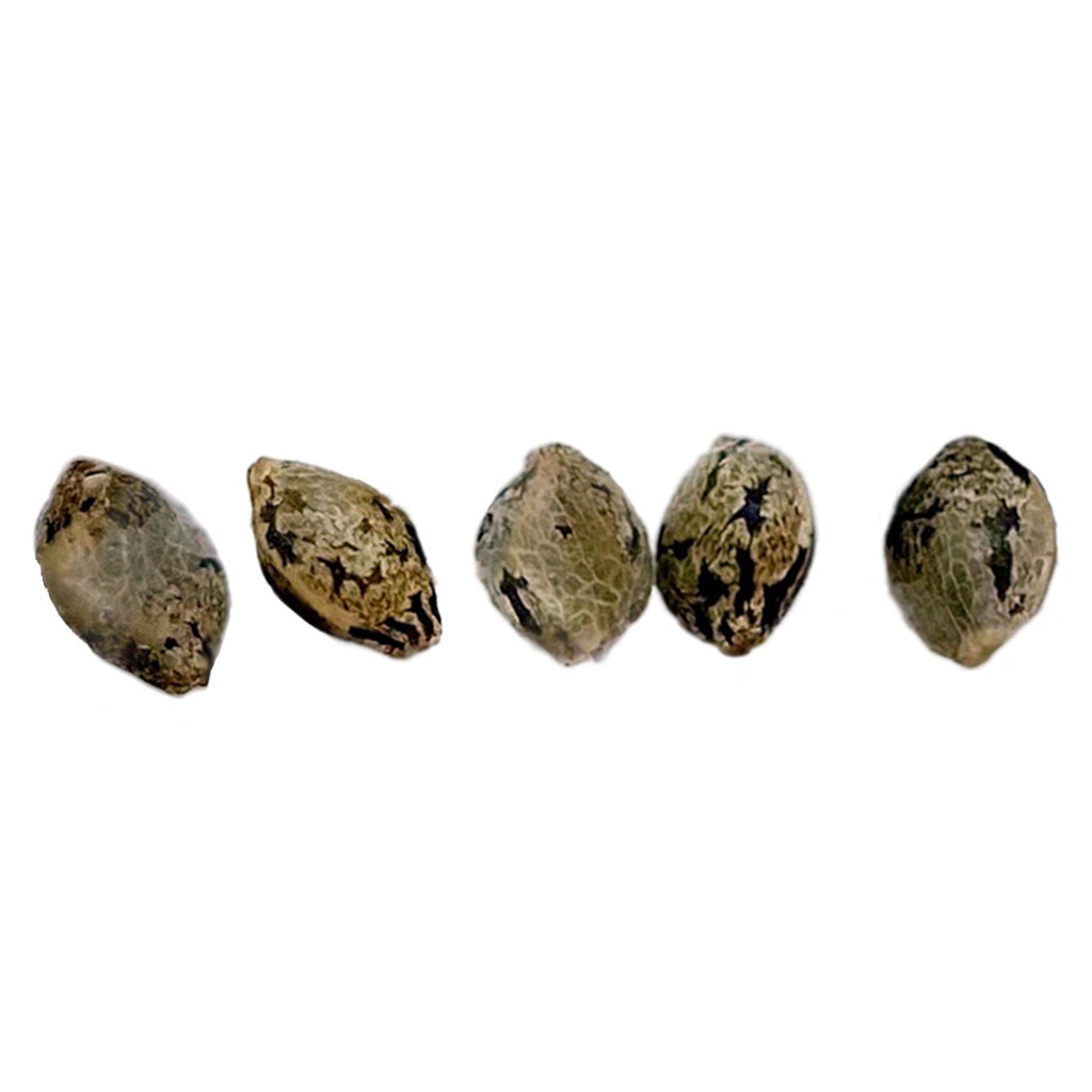 Pink Plum Kush Seeds