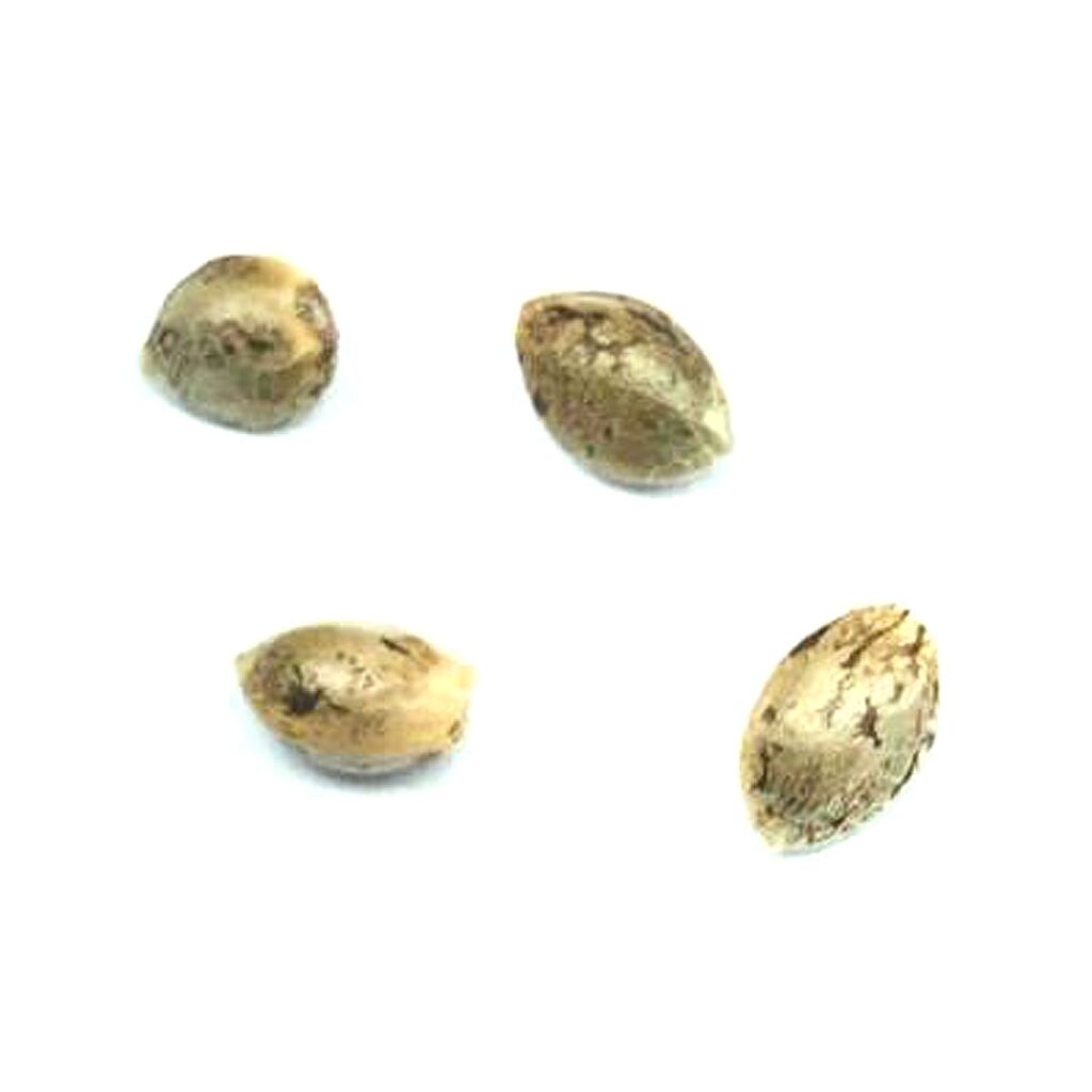Headband - 4 Seeds