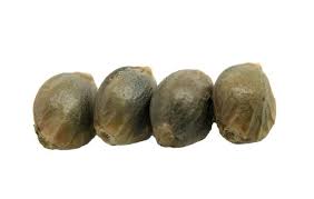 K4Ilash Seeds