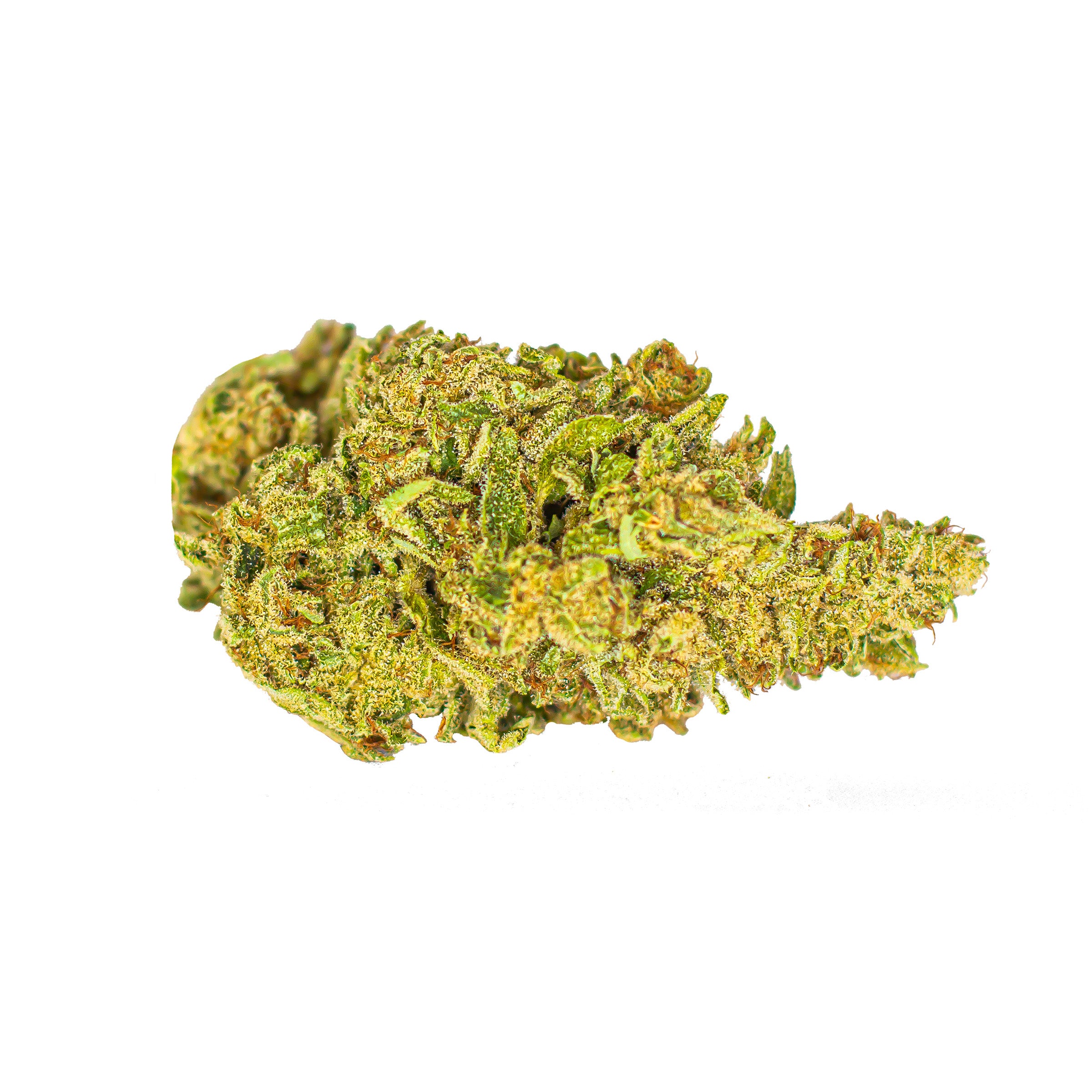 White Shark