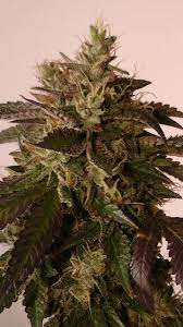Quarry Kush
