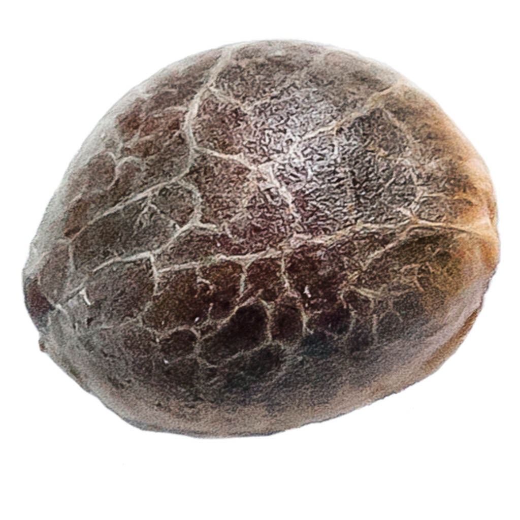 Super Lemon Haze Seeds