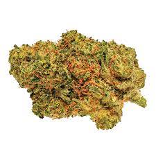 Great White Shark