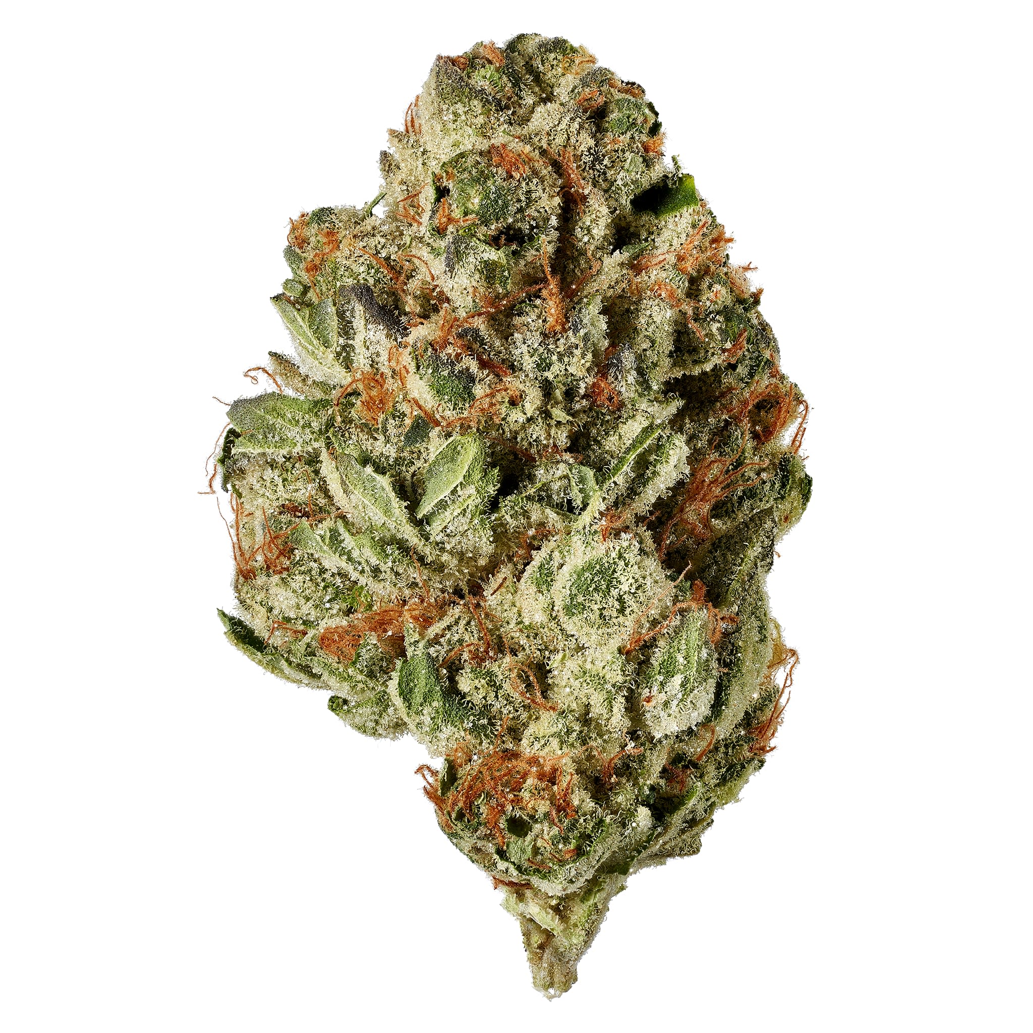 Indica
