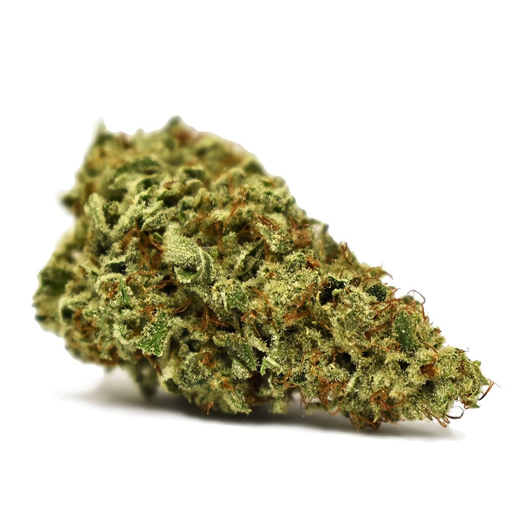 White Shark