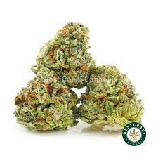 Abby Leaf Blue Octane Smalls