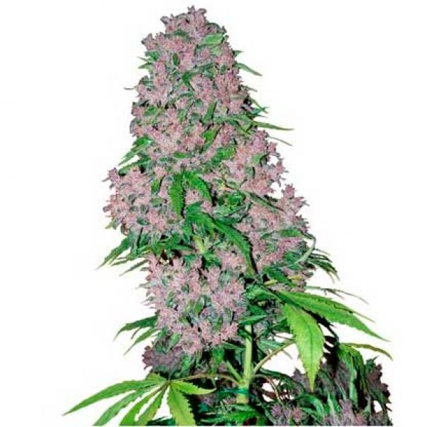 Purple Bud