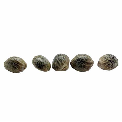 Sunshine Pine Auto Flower Seeds