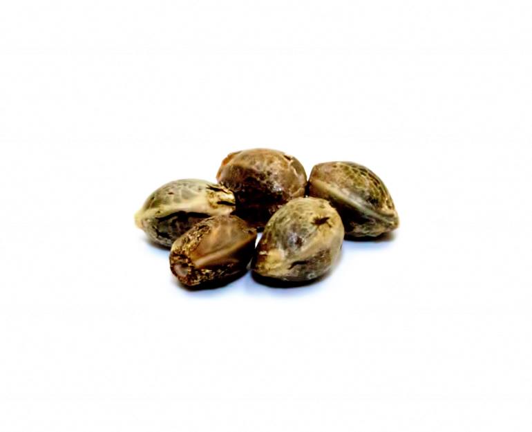 Northern Lights Seeds