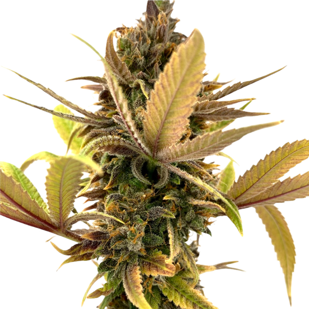 Evere5T Seeds