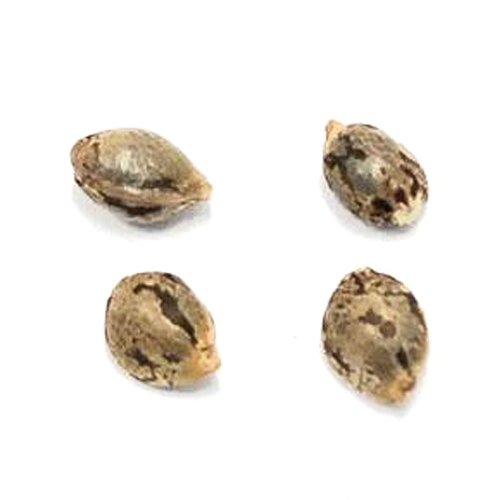 Lillooet Landrace - 4 Seeds