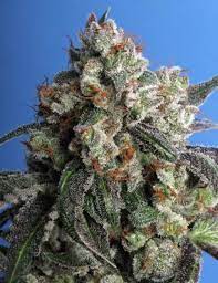 Burmese Kush