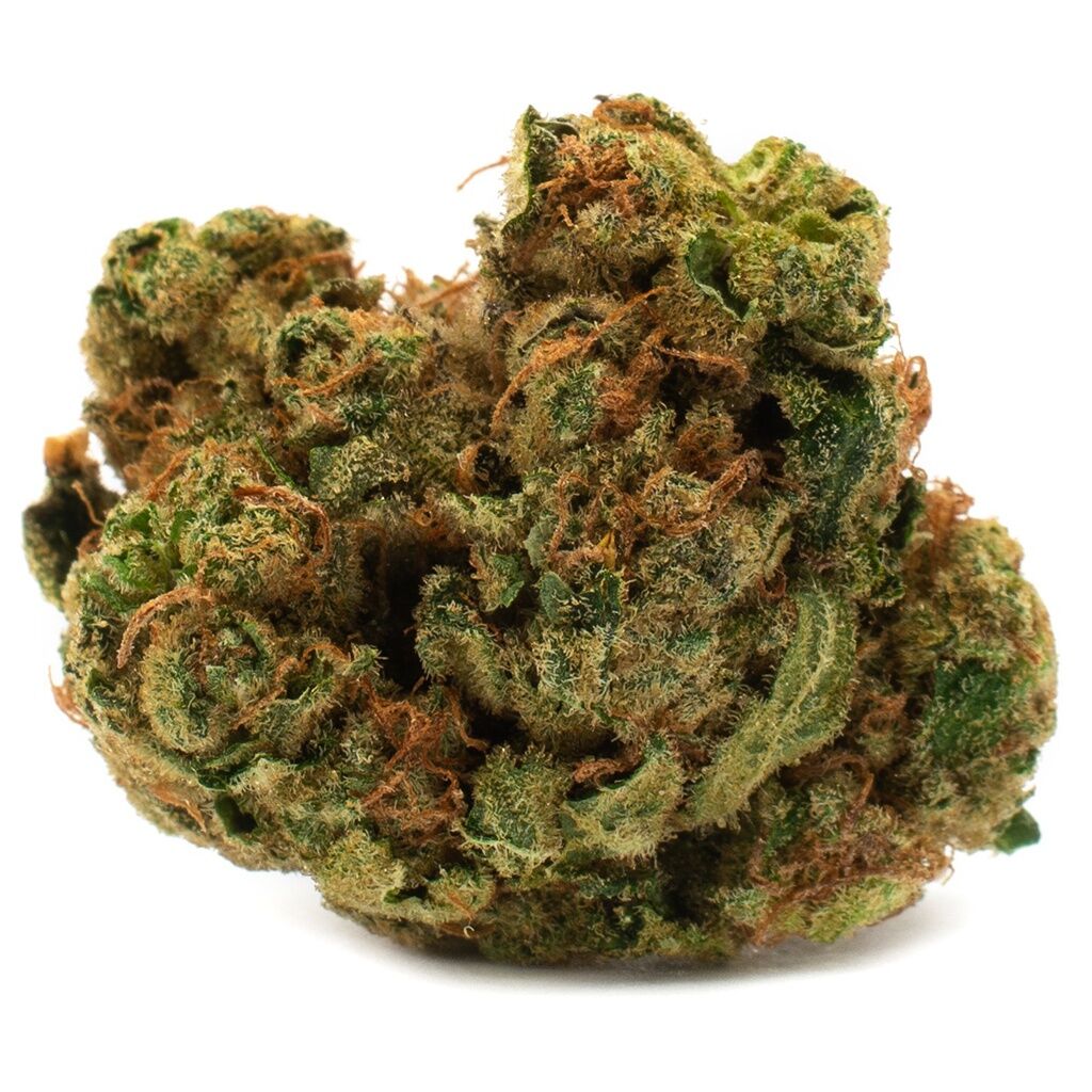 Houseplant Indica