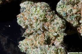 Blueberry X Northern Lights