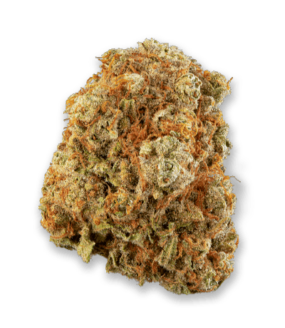 Sensi Star