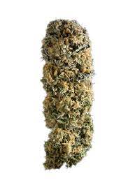 Sensi Star
