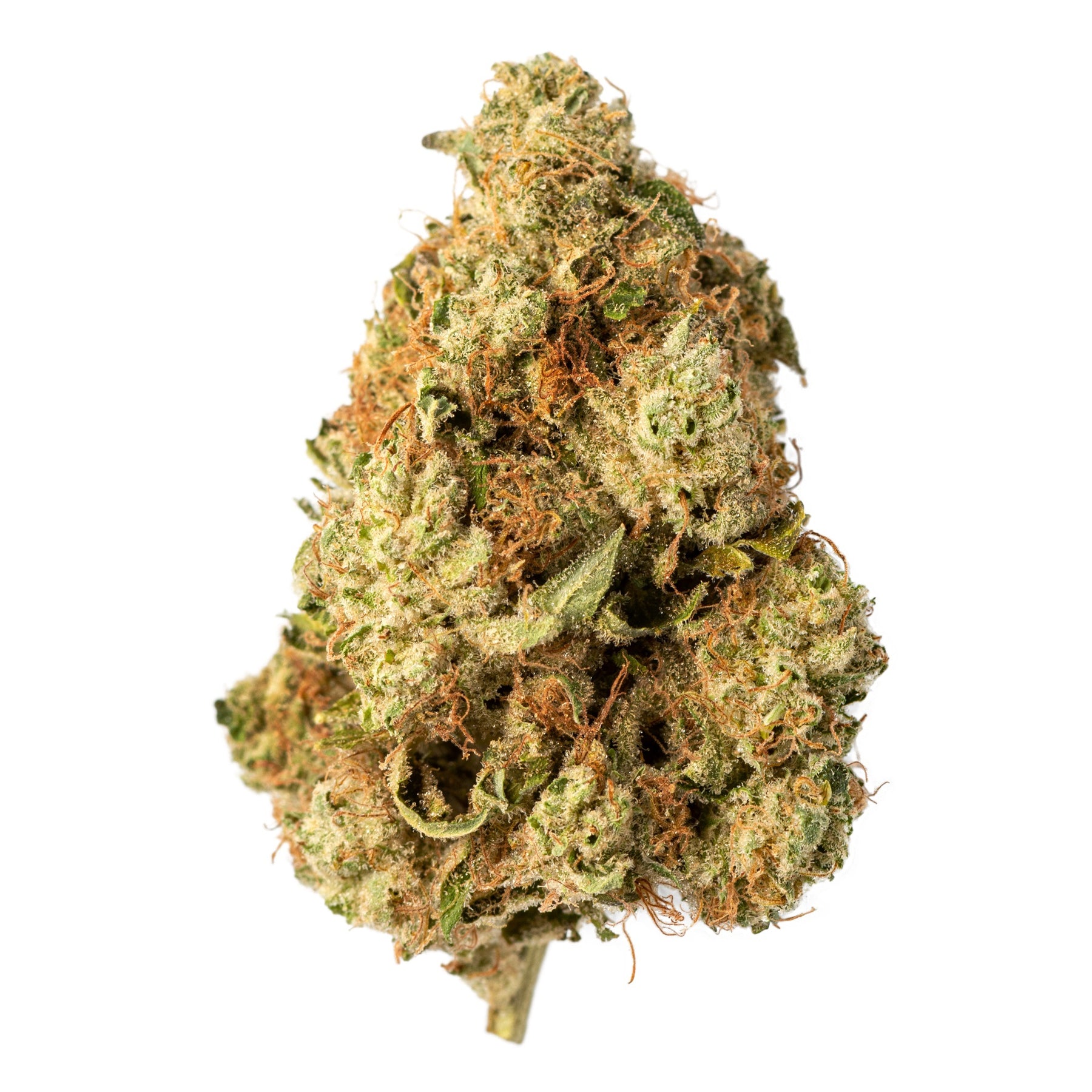Indica