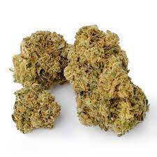 Critical Plus