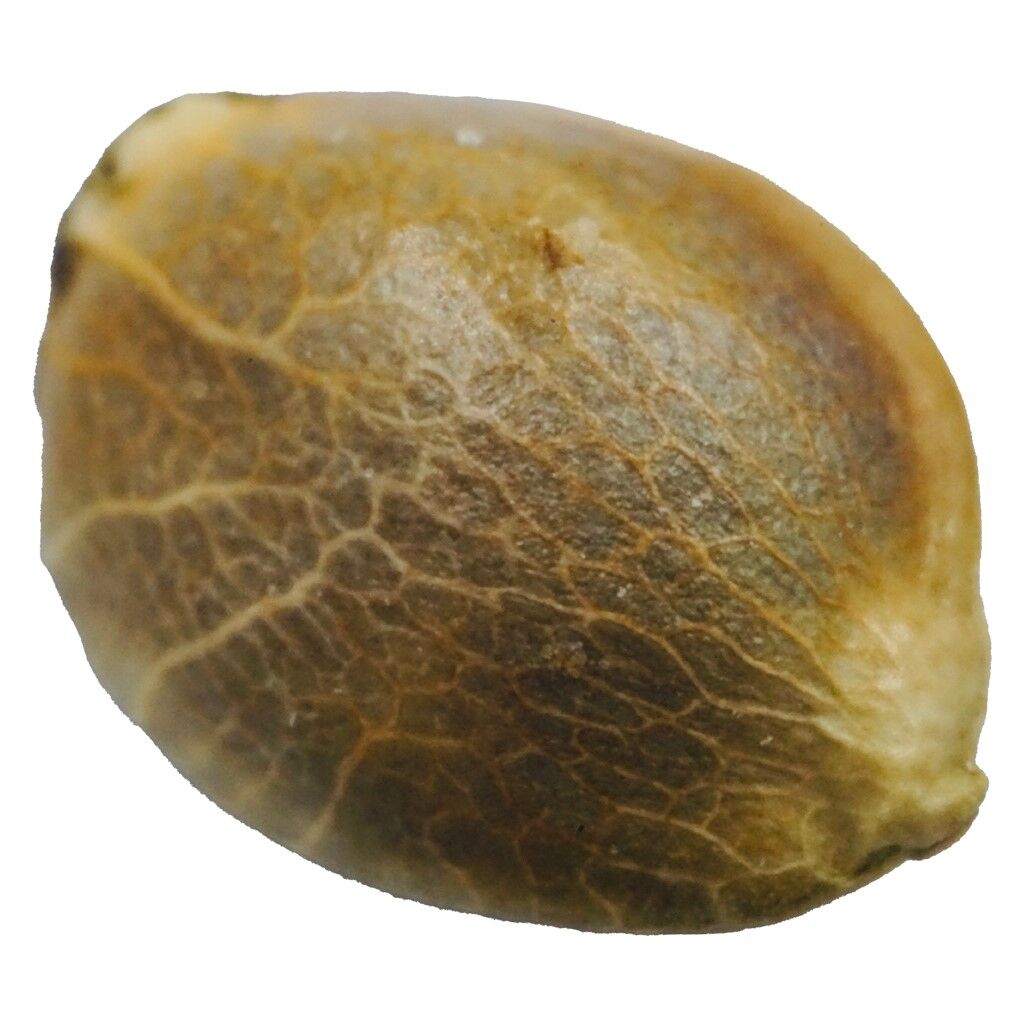 D3Nali Seeds