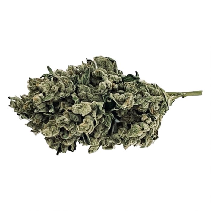Stankasaurus Pre-Roll