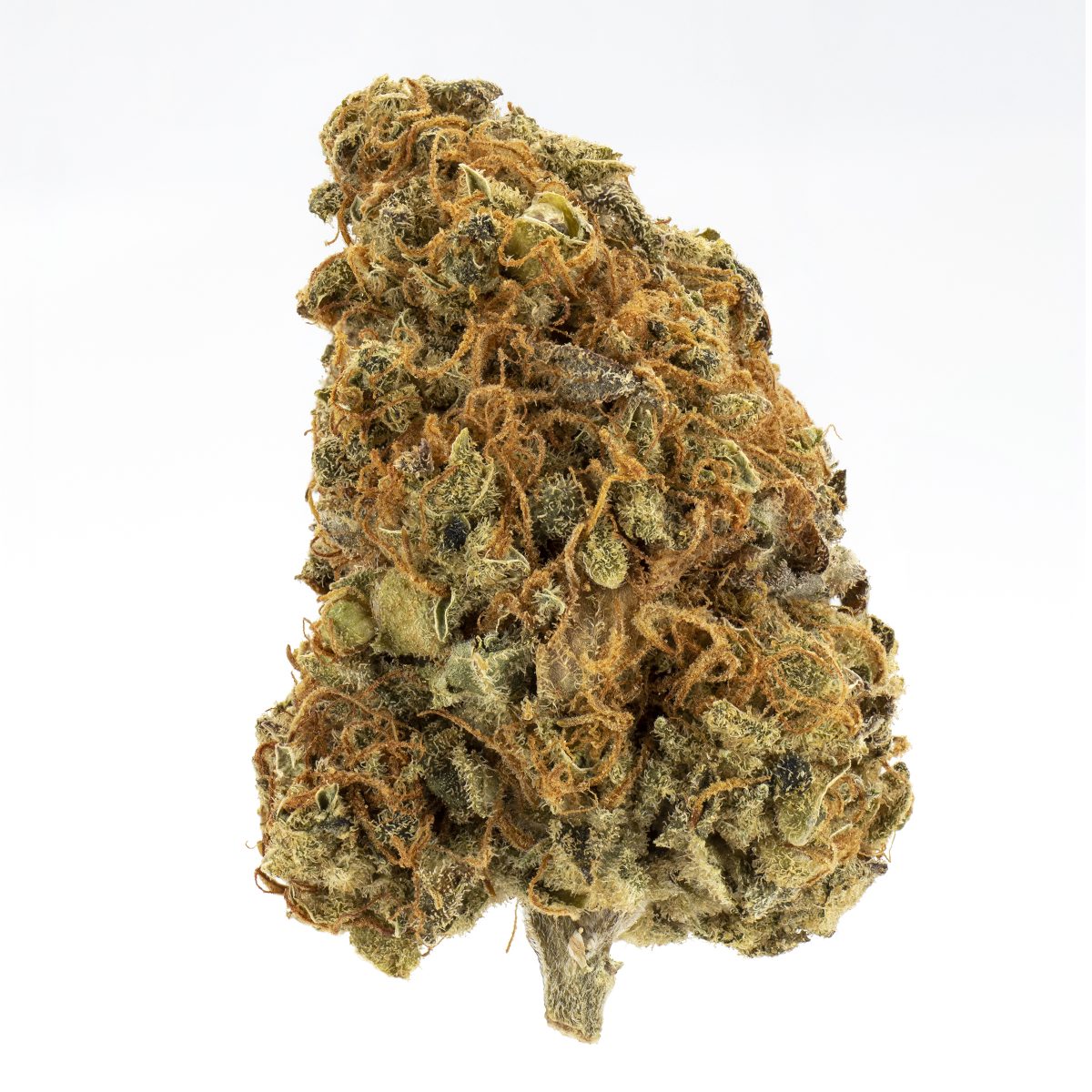 Coastal Kush
