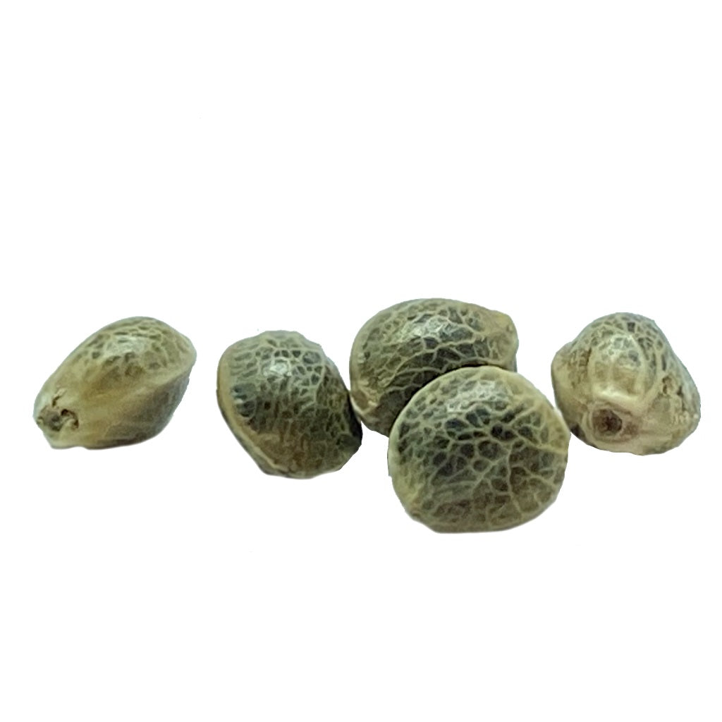 Pink Apricot Seeds